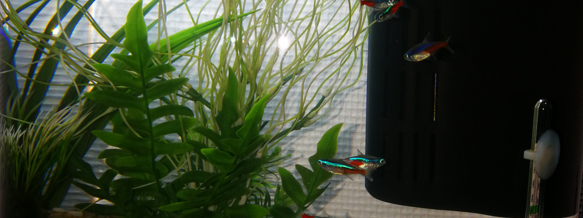 aquarium Piti poissons d'eau douce