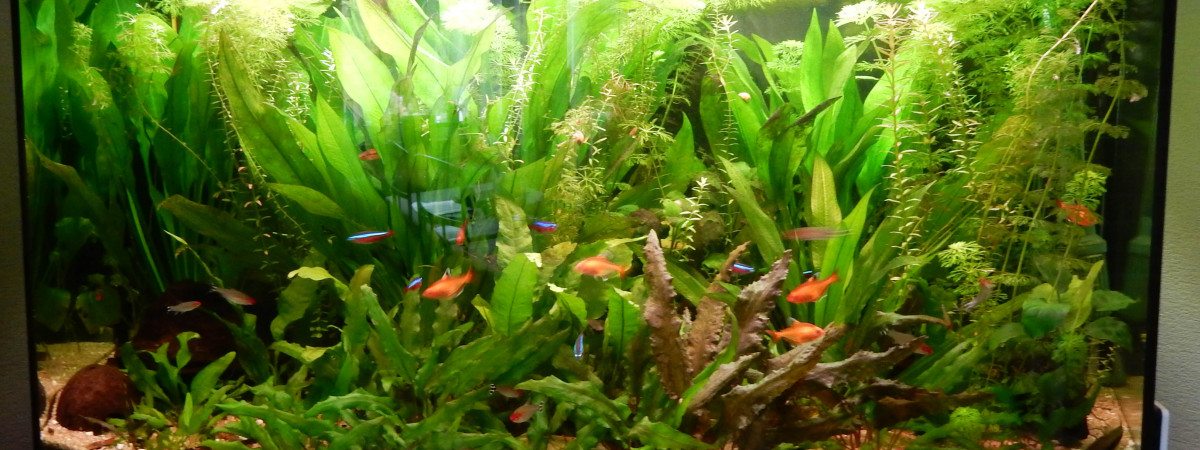 aquarium Juwel Vision 180 L