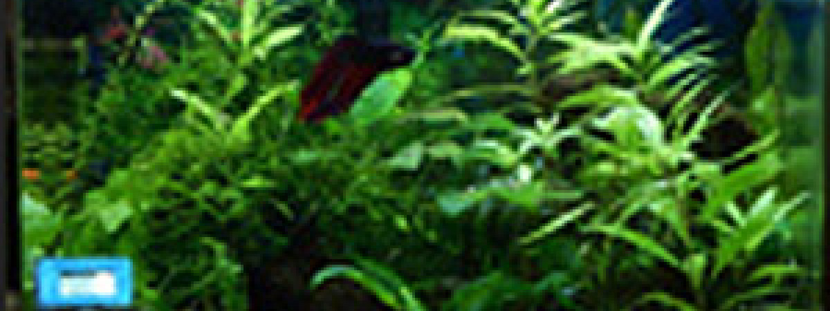 aquarium Wave