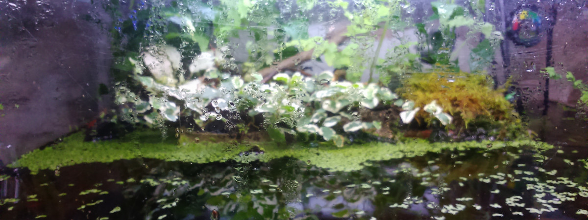 aquarium Microfish et crustacés