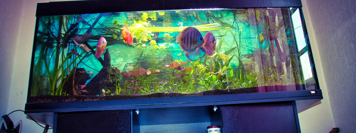 aquarium David