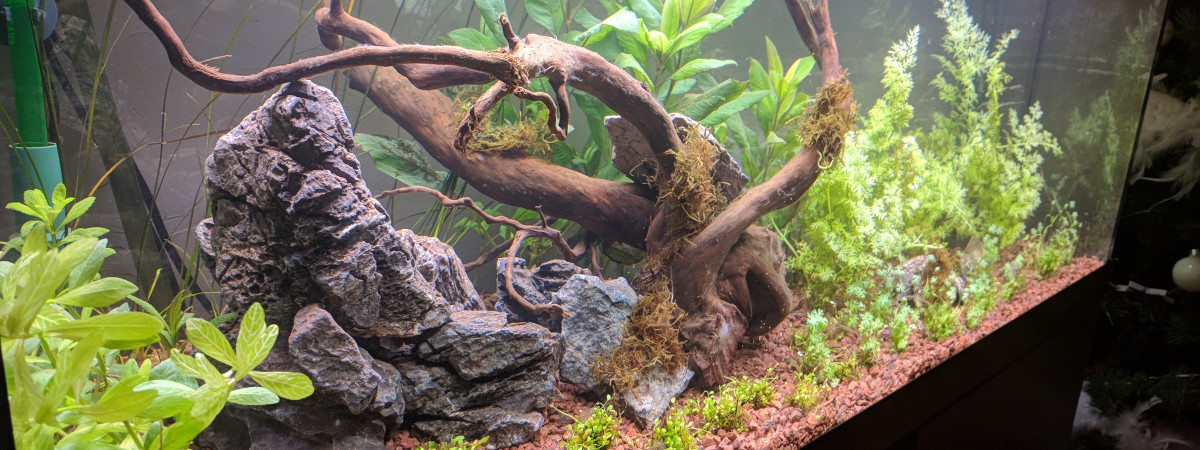 aquarium Bac australo-guineen