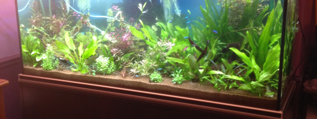 aquarium Biotope amazonien