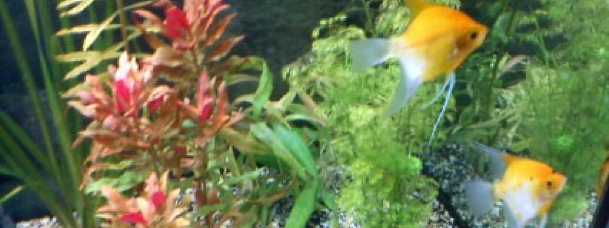 aquarium scalaires
