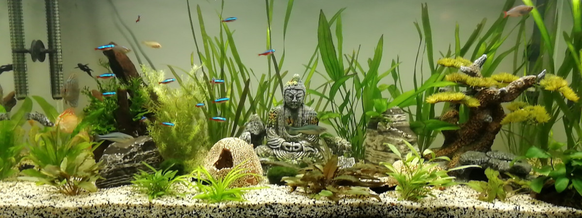 aquarium ♒ Aquarium Ciano