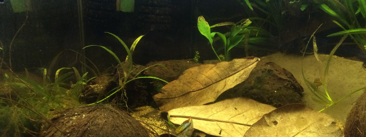 aquarium 50L Spécifique Apistogramma Trifasciata