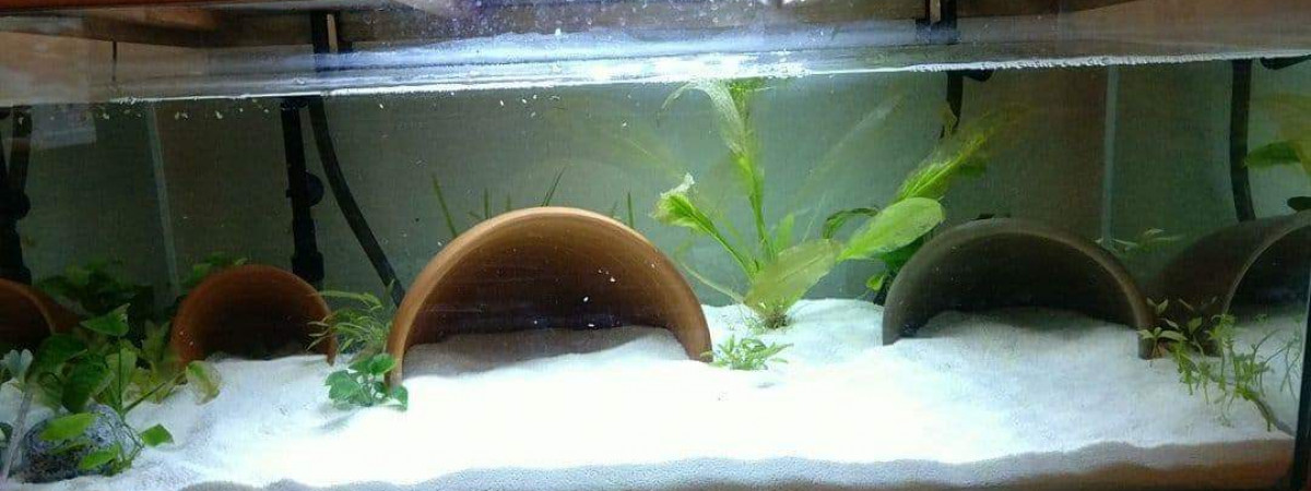 aquarium Axolotls