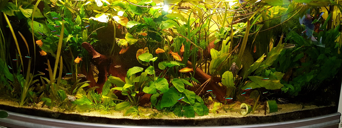 aquarium Communautaire 1