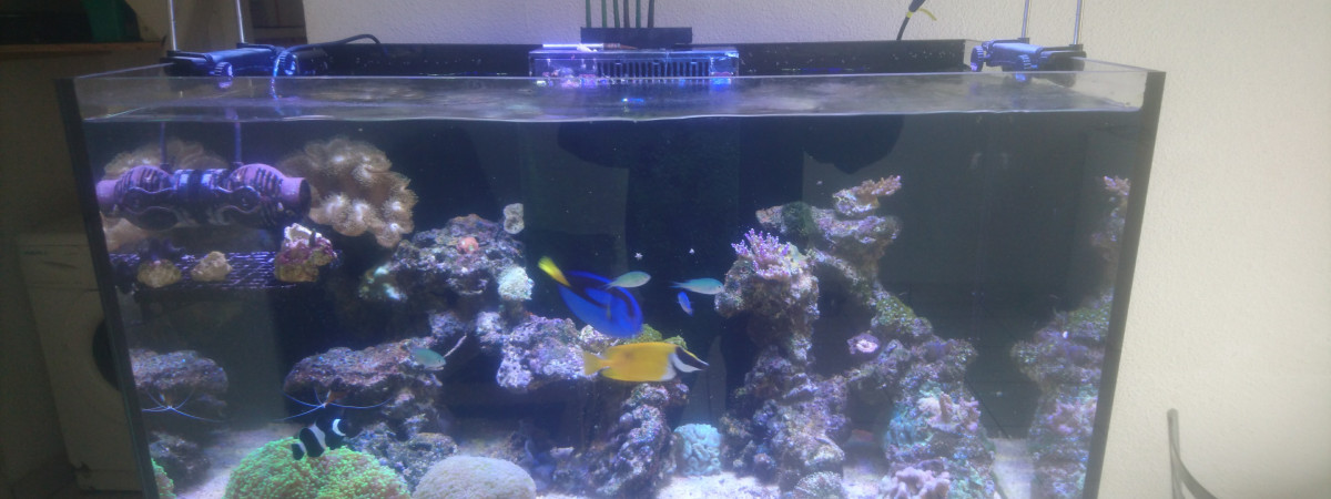 aquarium Reefer 250