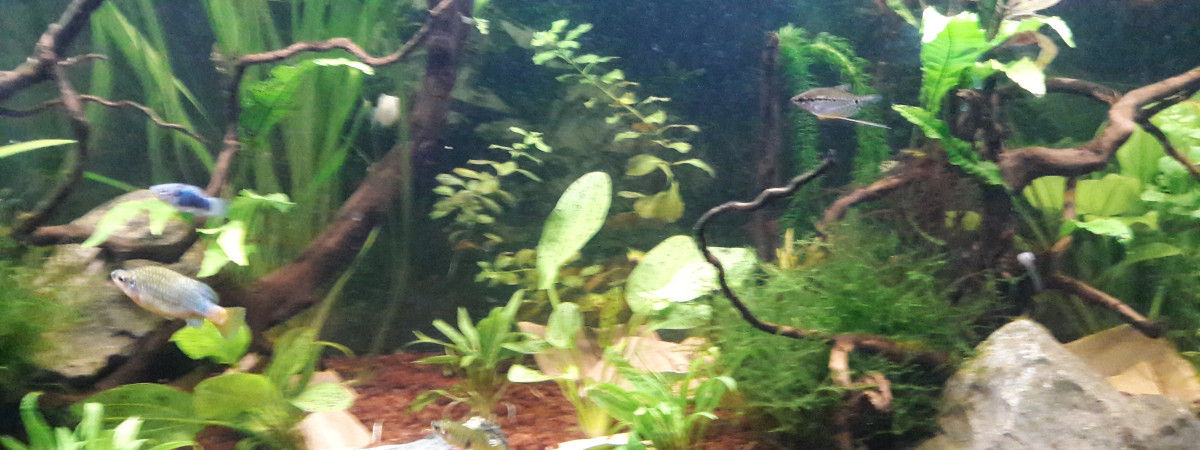 aquarium 300L Communautaire