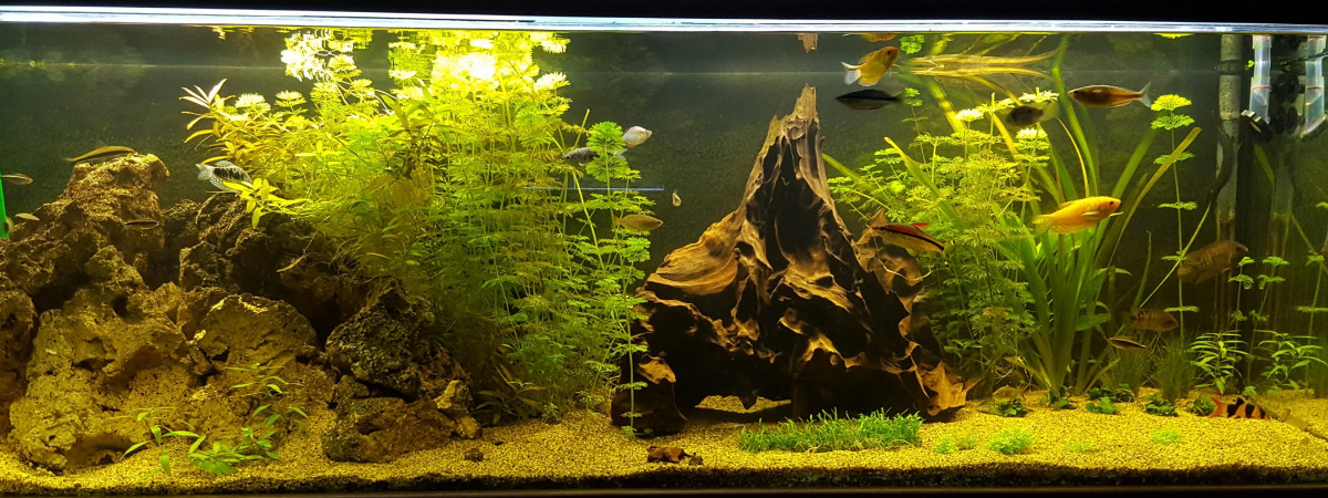 aquarium Aquarium 1