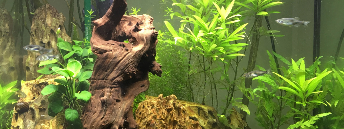 aquarium Aquarium n°1