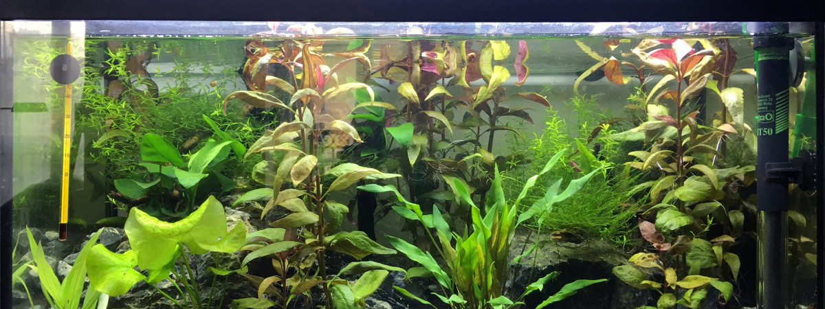 aquarium Aquarium Tetraodons Travancoricus