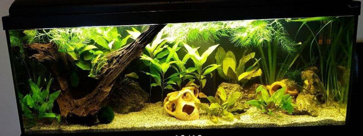 aquarium Aqua 1