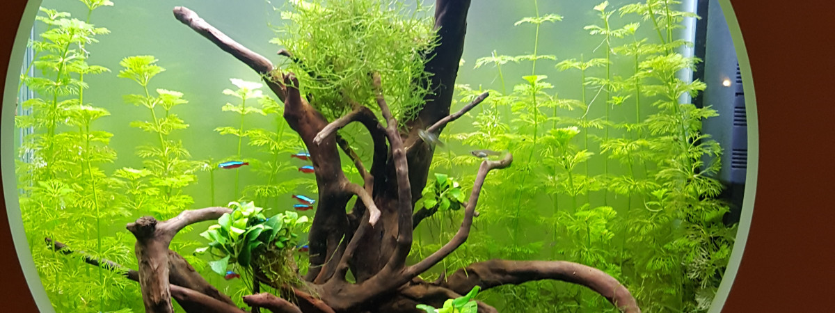 aquarium Hais