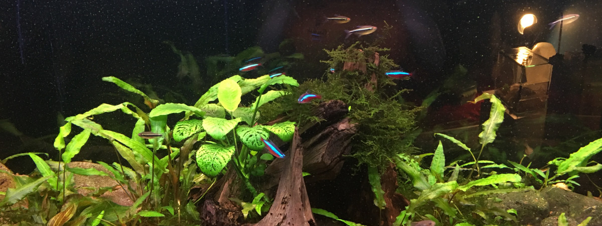 aquarium Amazonien