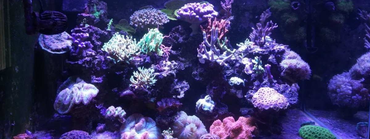 aquarium 300l full aquaroche