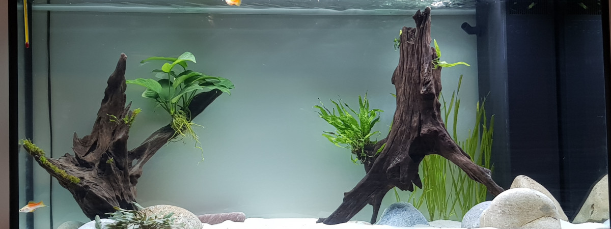 aquarium Amerique Centrale