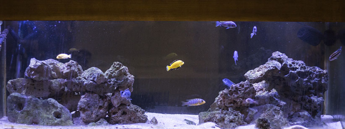 aquarium Malawi
