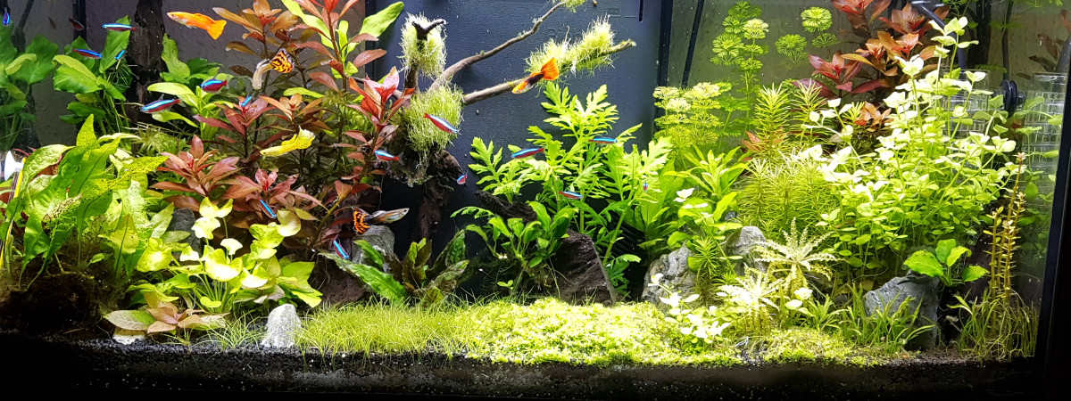 aquarium Aquadream80