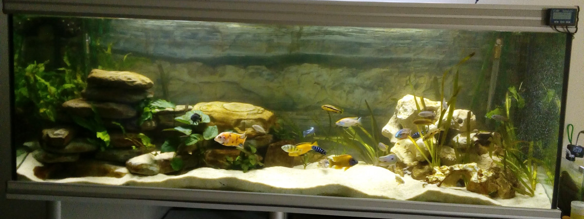 aquarium 840 l aquatlantis Malawi