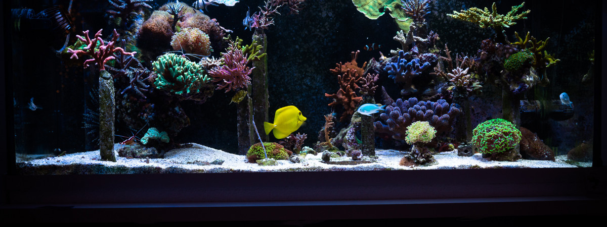 aquarium KicahTank