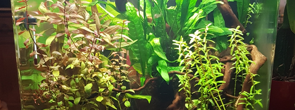 aquarium Nano 30L