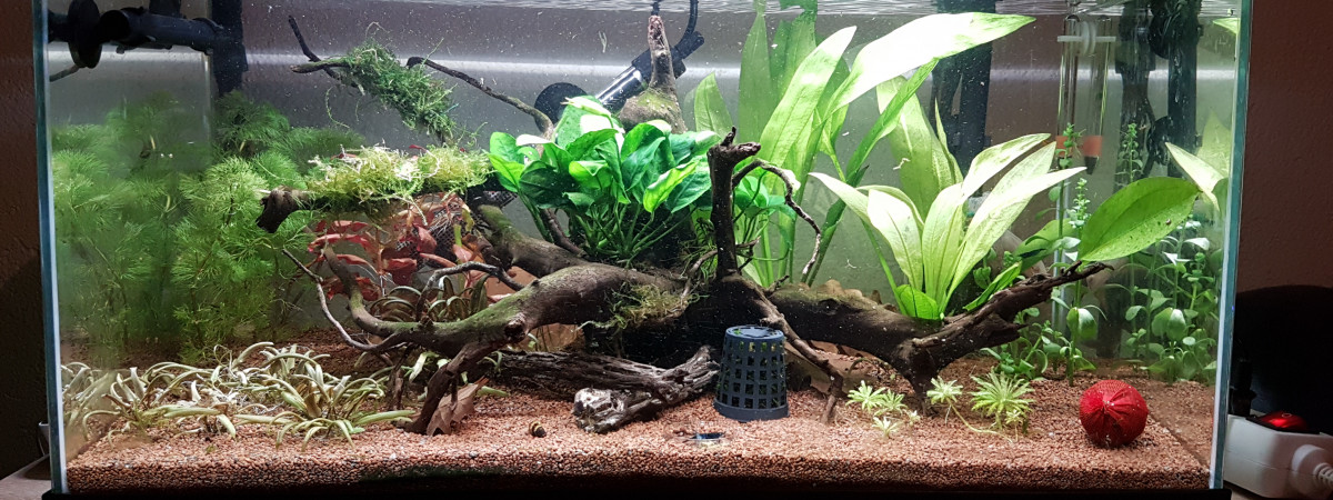 aquarium 54L