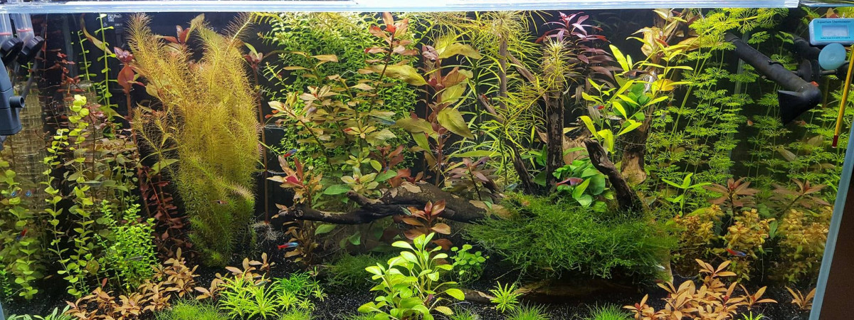 aquarium Amazonien