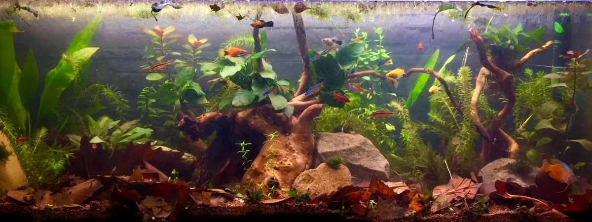 aquarium 120L