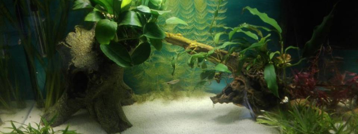 aquarium Anthony