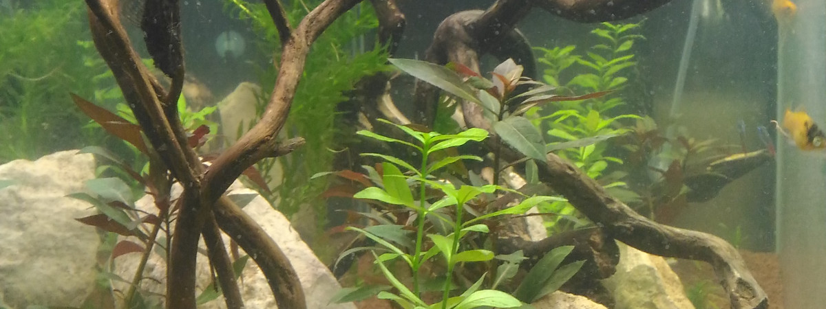aquarium Ciano 240l