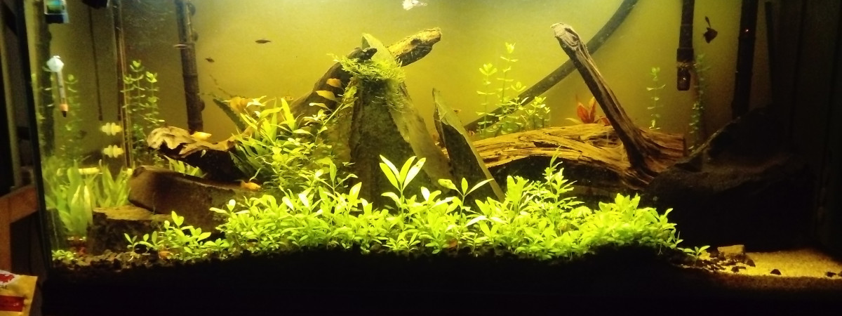 aquarium communautaire