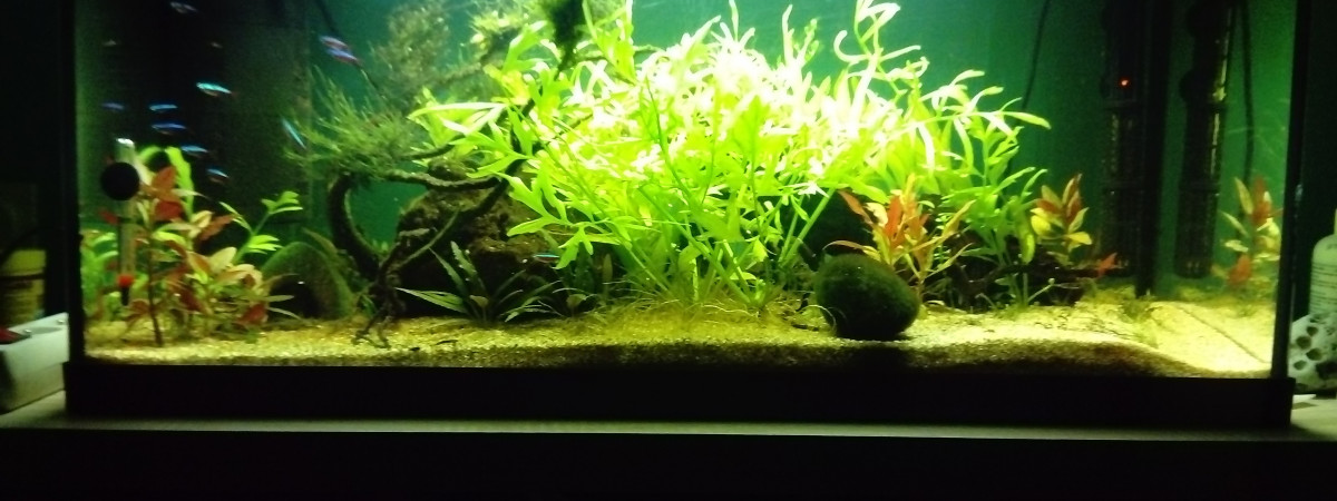 aquarium crevettes