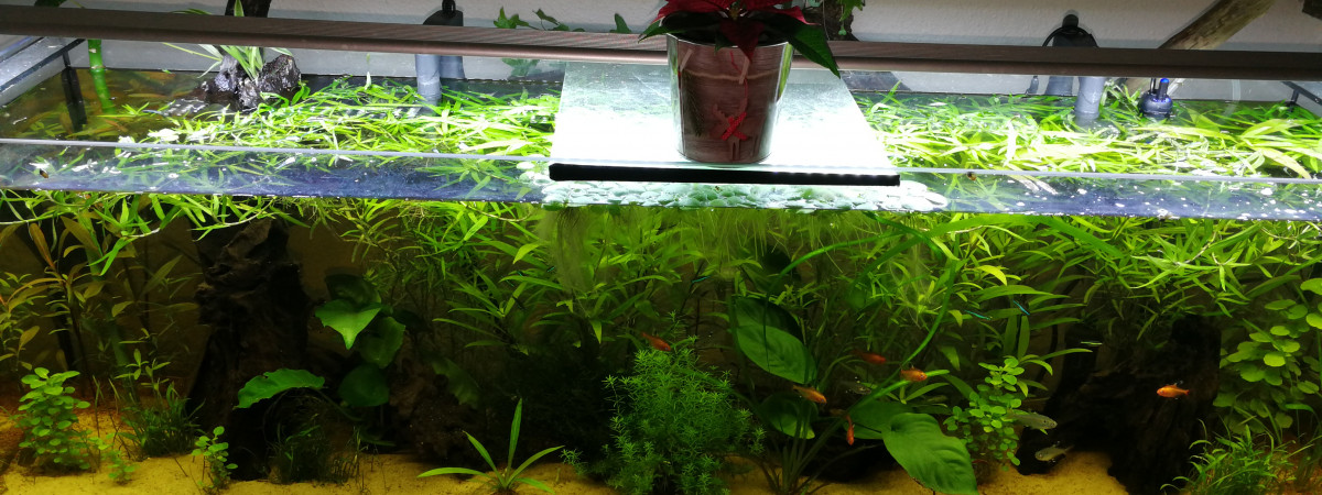 aquarium Amazonie de salon