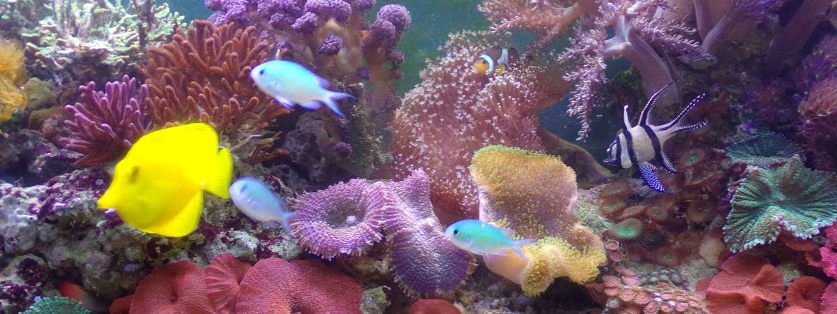 aquarium Récifal méthode DSB