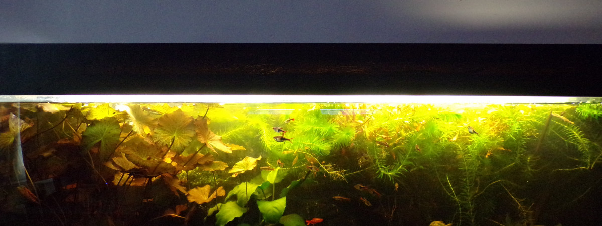 aquarium Aquarium d'eau douce sans filtration
