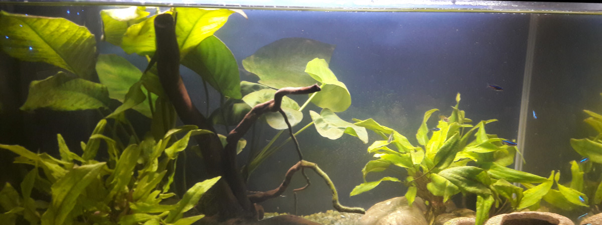 aquarium Betta 54 litres