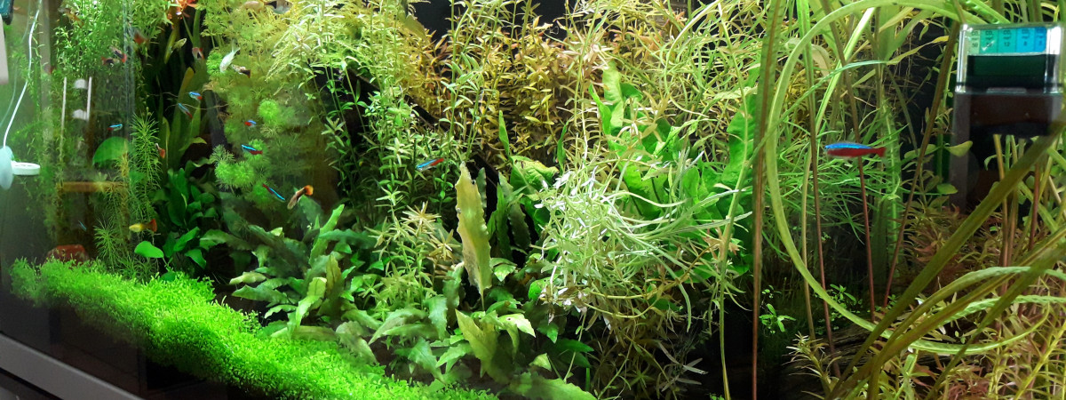 aquarium 180 L