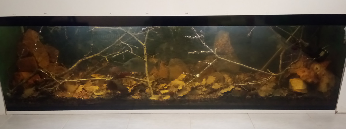 aquarium Biotope amazonien serrasalmus rhombeus