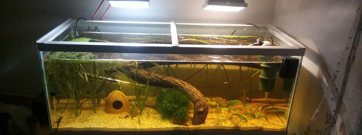 aquarium Biotope amazonien