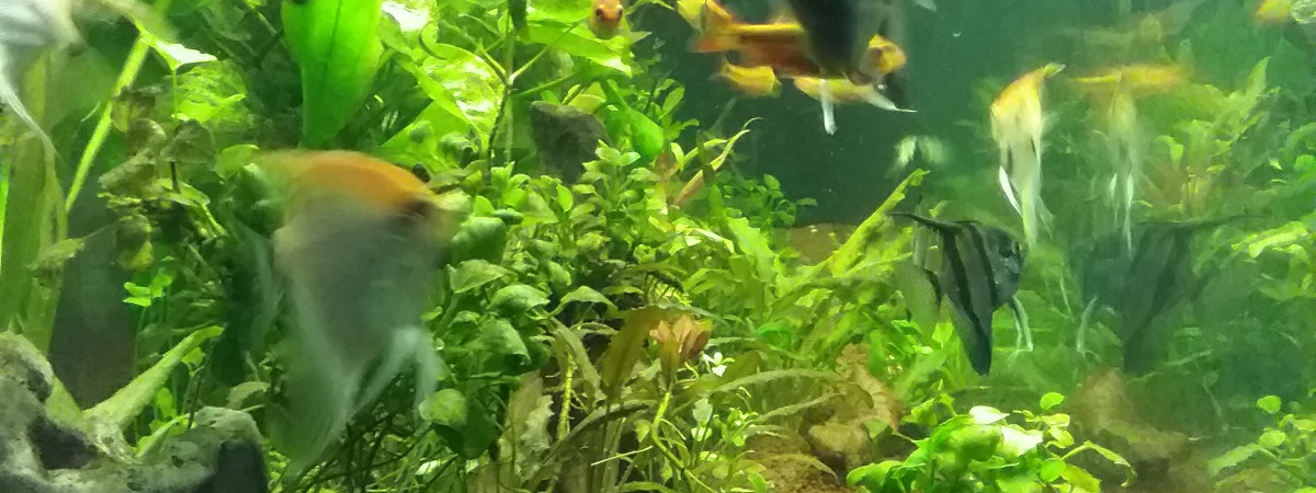 aquarium Le mien