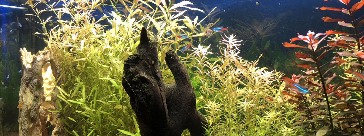 aquarium Communautaire 240 litres