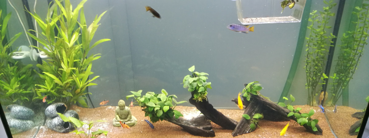 aquarium 250L eau chaude