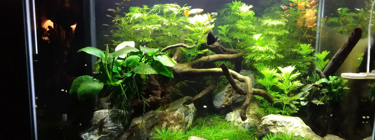 aquarium 1er aquascape