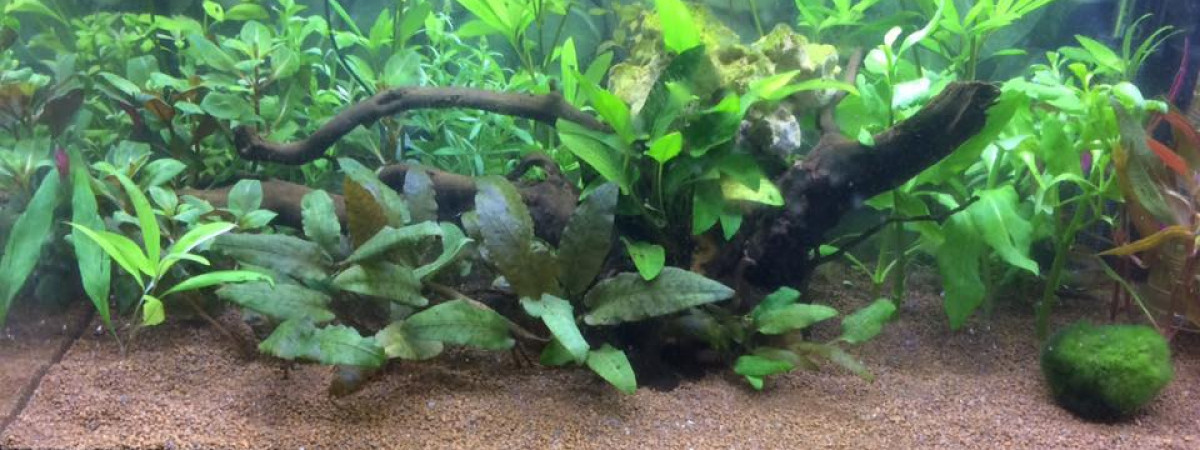 aquarium Mon précieux
