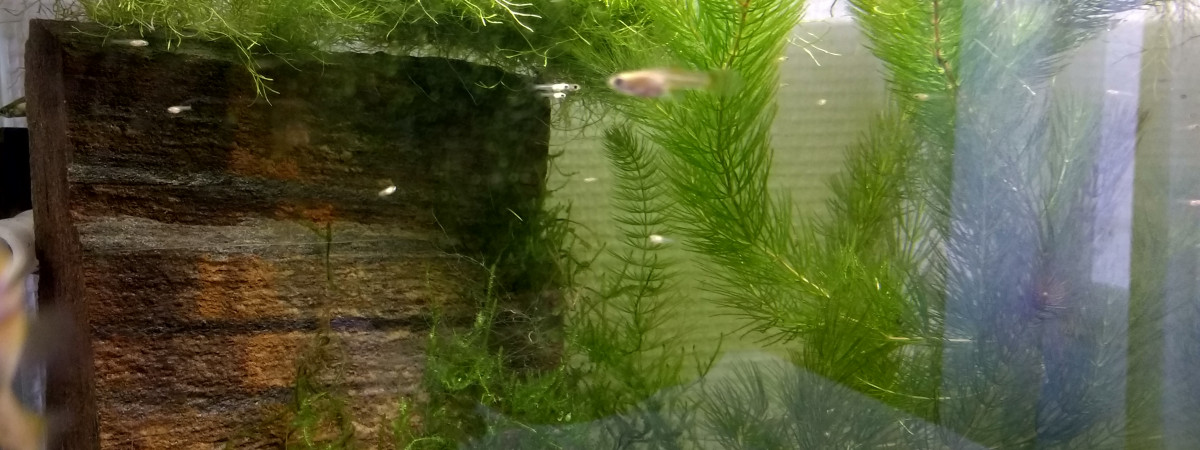 aquarium 60L low tech