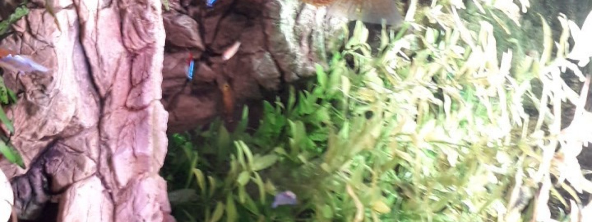 aquarium Yannick