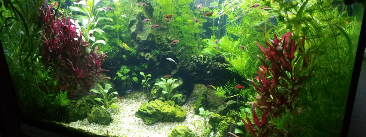 aquarium Rena 360