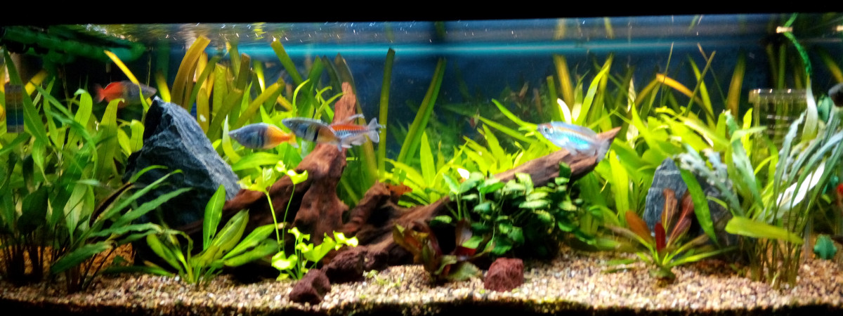 aquarium Juwel Rio 180l